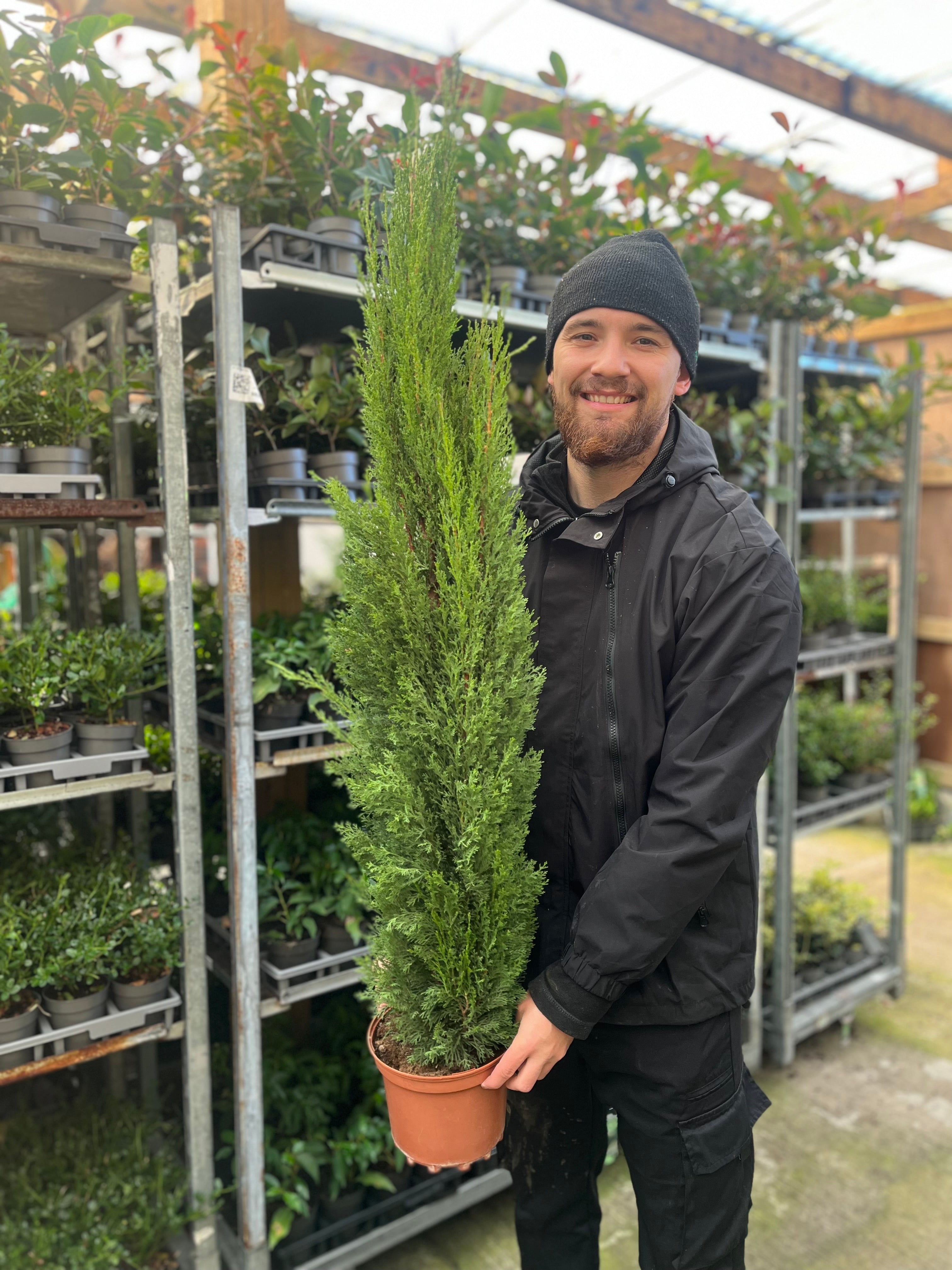 Cupressus sempervivrens Totem (Italian Cypress) 50-60cm, 140-150cm