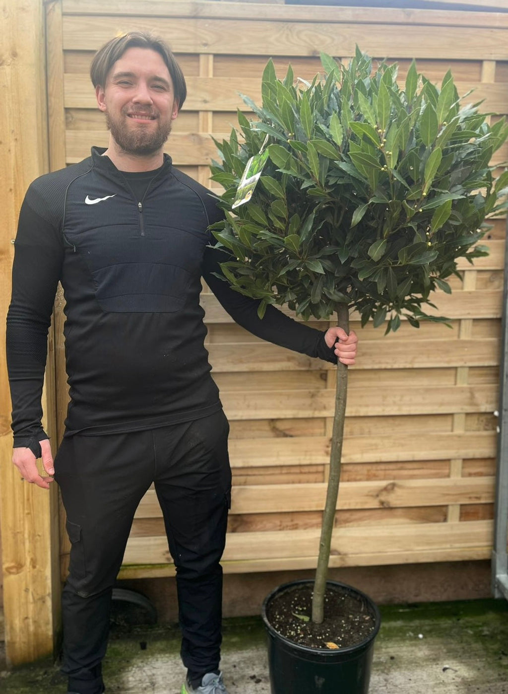 3/4 Standard Bay Tree | Laurus nobilis |160-170cm