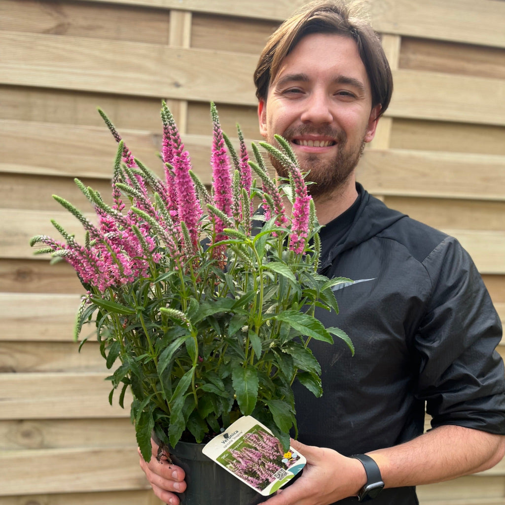 Veronica spicata 'Inspire' Rose 3L