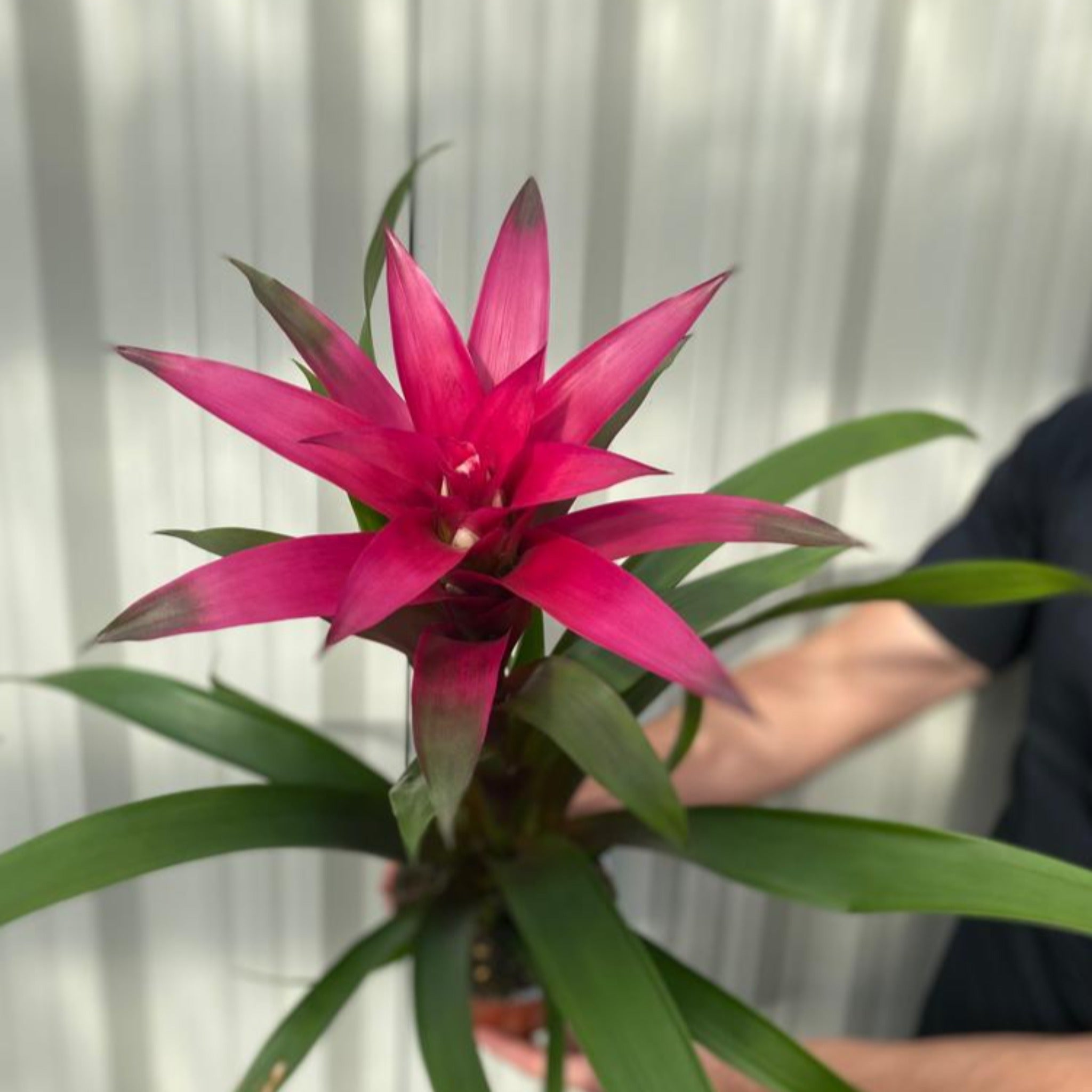 Guzmania amaretto - Pink