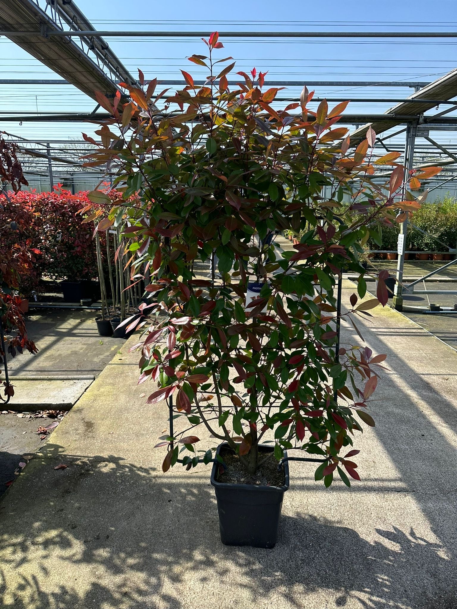Photinia 'Red Robin' on frame 150-180cm