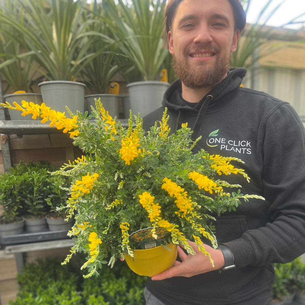 Cytisus 'Racemosus' 1.5L / 2L