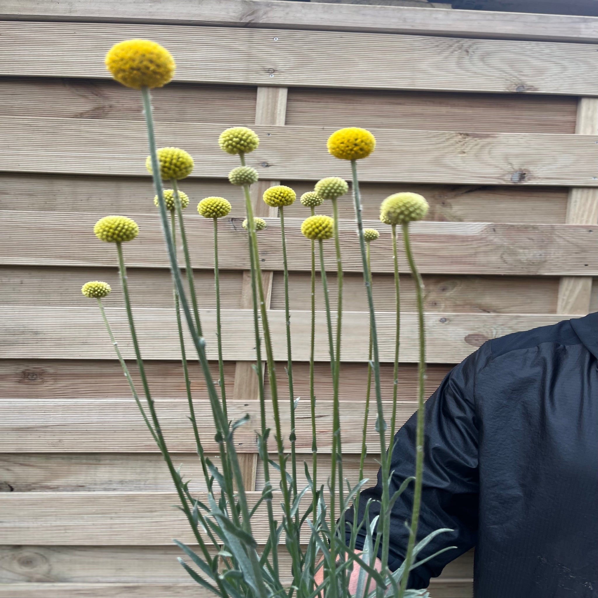 Craspedia globosa 'Golf Beauty' 2L