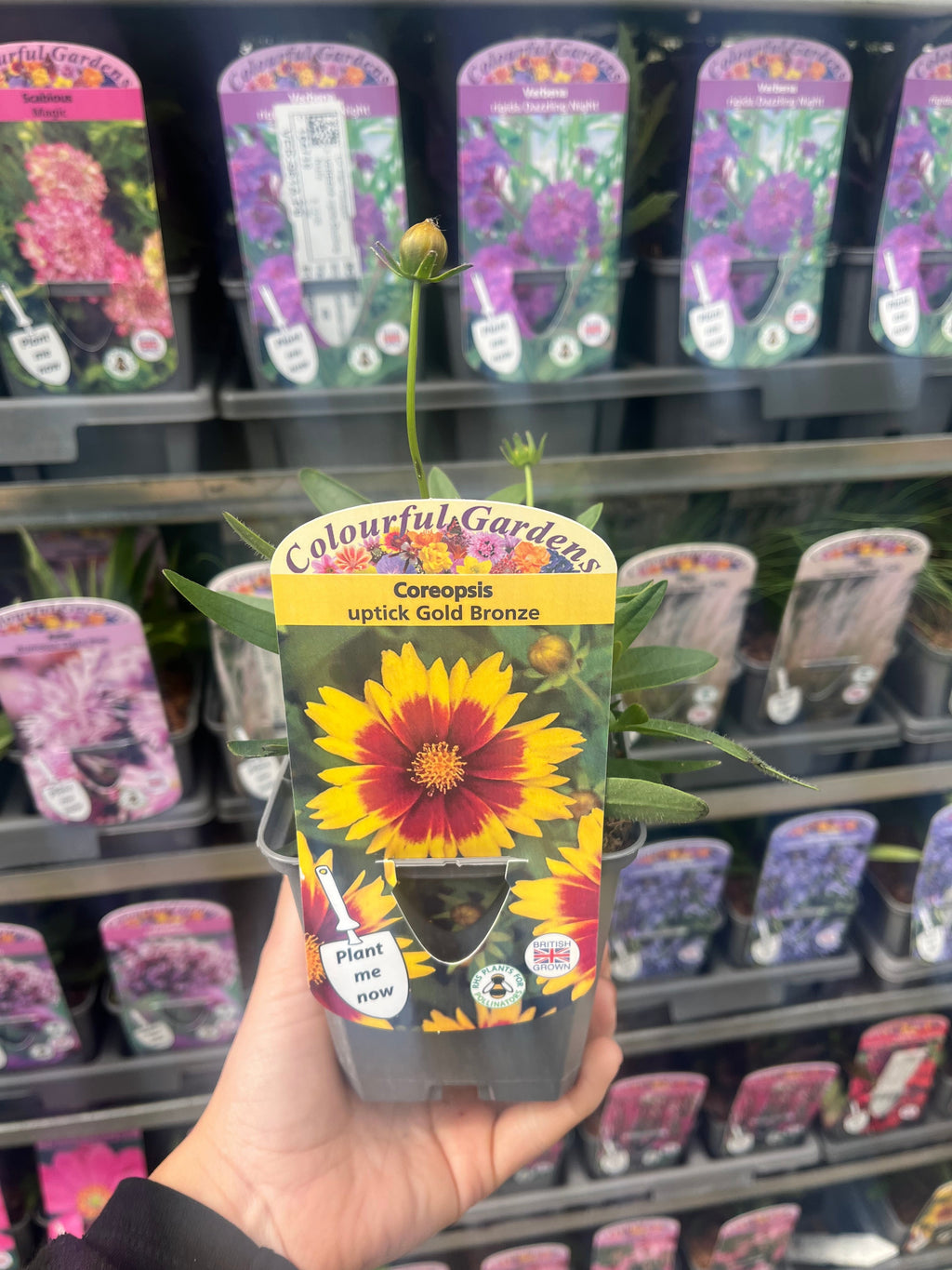 Coreopsis  'Uptick Gold and Bronze' 9cm/2L