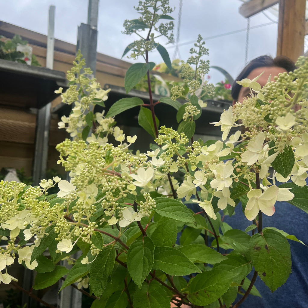 Hydrangea paniculata 'Pinky Winky' 3L / 10L