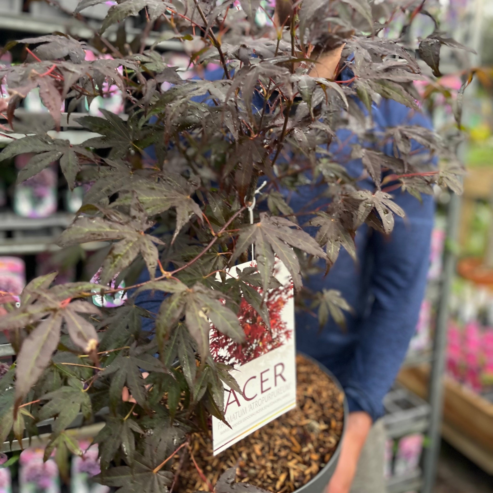 Acer palmatum 'Atropurpureum' 10.5cm / 2L / 3L / 10L