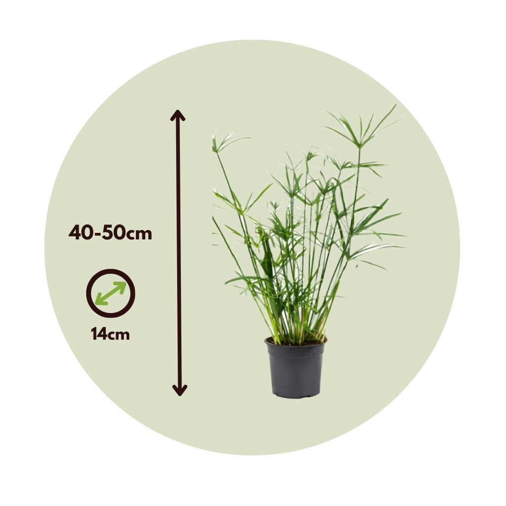 Umbrella plant - 4 pcs. - Cyperus alternifolius - Height 40-50cm - ⌀14cm