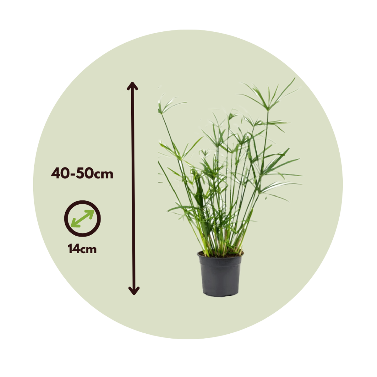 Umbrella plant - 4 pcs. - Cyperus alternifolius - Height 40-50cm - ⌀14cm