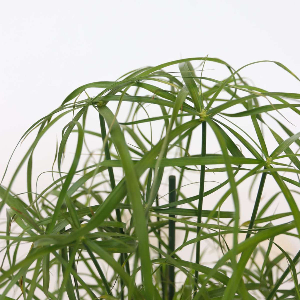 Umbrella plant - 4 pcs. - Cyperus alternifolius - Height 40-50cm - ⌀14cm