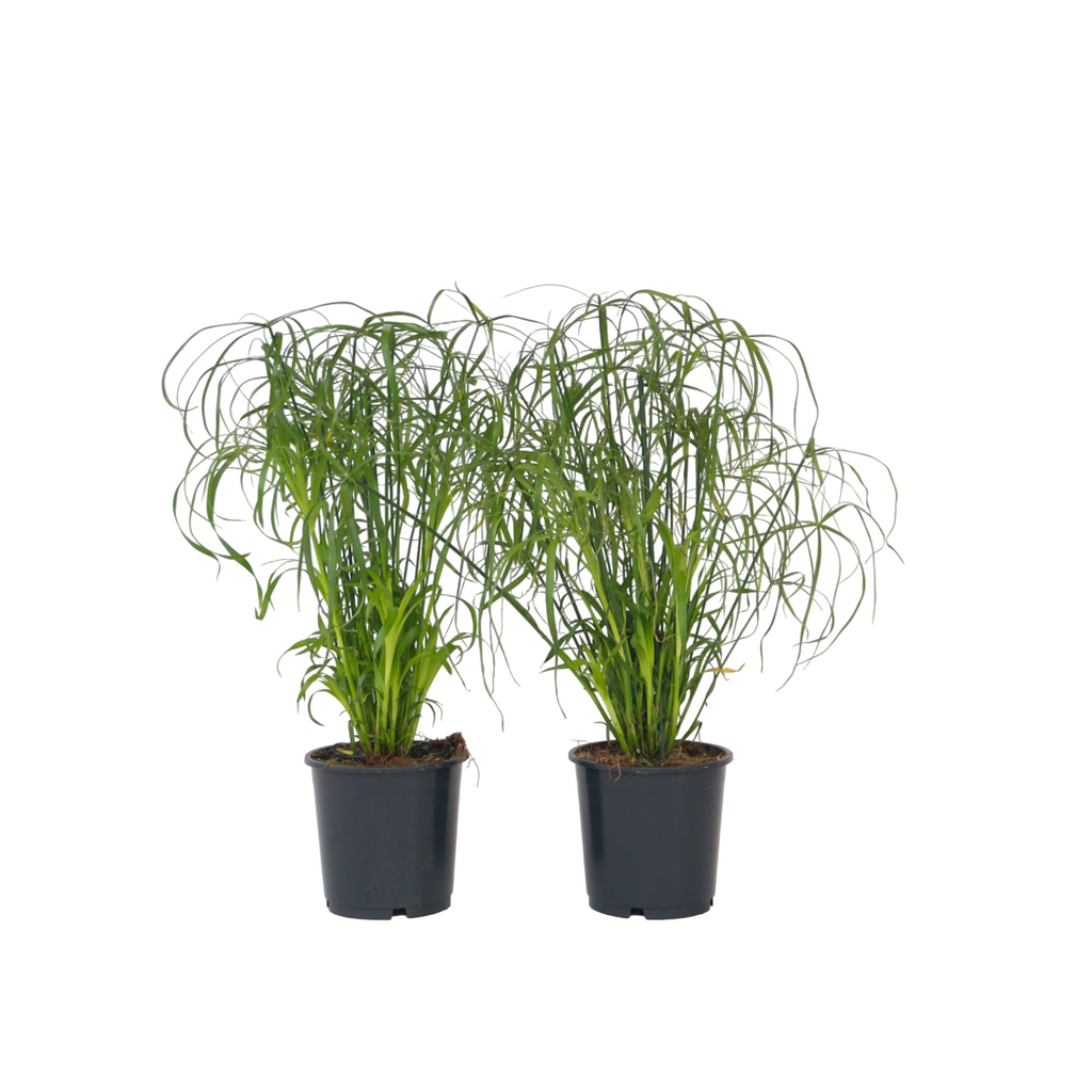 Umbrella plant - 4 pcs. - Cyperus alternifolius - Height 40-50cm - ⌀14cm