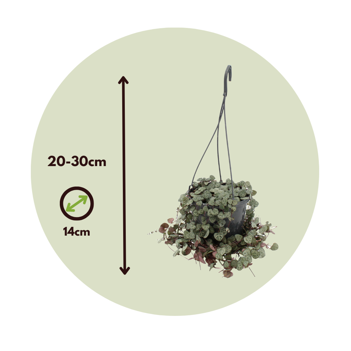 String of Hearts - Ceropegia linearis Woodii - Height 20-30cm - ⌀14cm