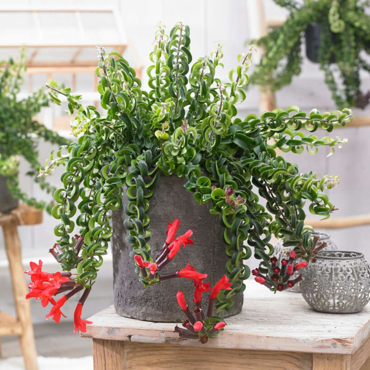 Lipstick Plant - Aeschynanthus pulcher - Height 20-30cm - ⌀15cm