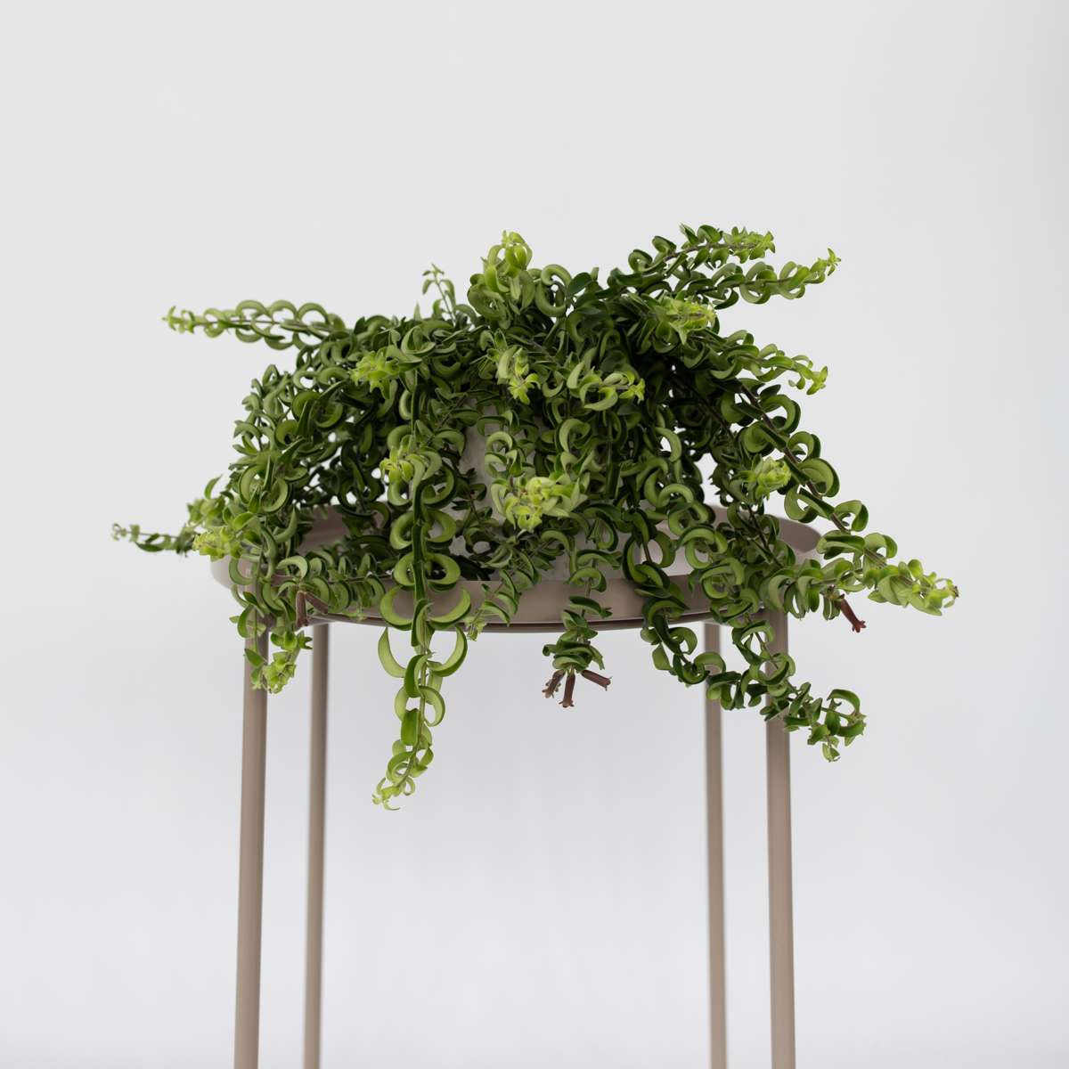 Lipstick Plant - Aeschynanthus pulcher - Height 20-30cm - ⌀15cm