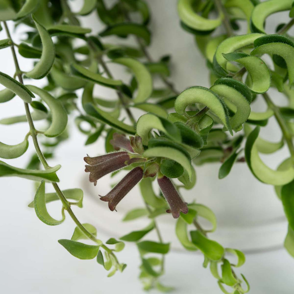 Lipstick Plant - Aeschynanthus pulcher - Height 20-30cm - ⌀15cm