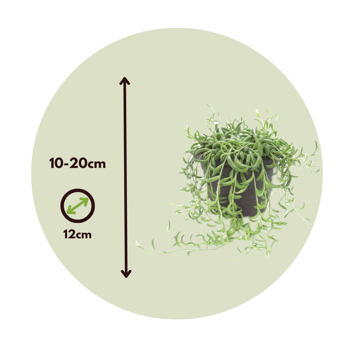 String of Bananas - Senecio radicans - Height 10-20cm - ⌀12cm