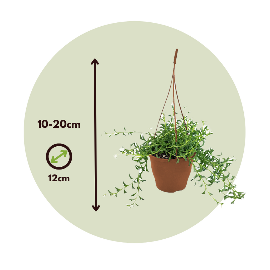 String of Dolphins - 2 pcs. - Senecio peregrinus - Height 10-20cm - ⌀12cm