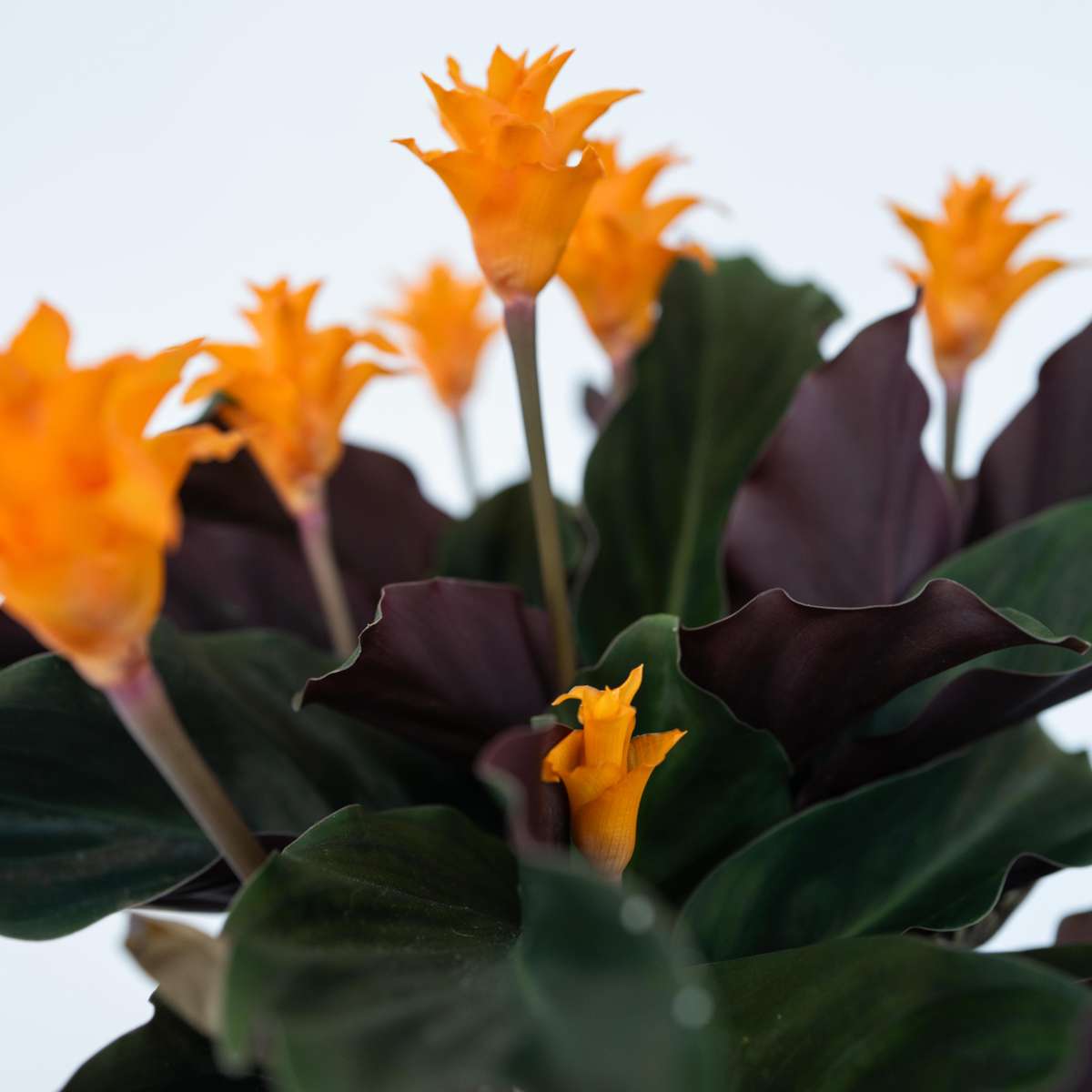 Prayer Plant - Calathea crocata 'Tassmania' - Height 40-50cm - ⌀14cm