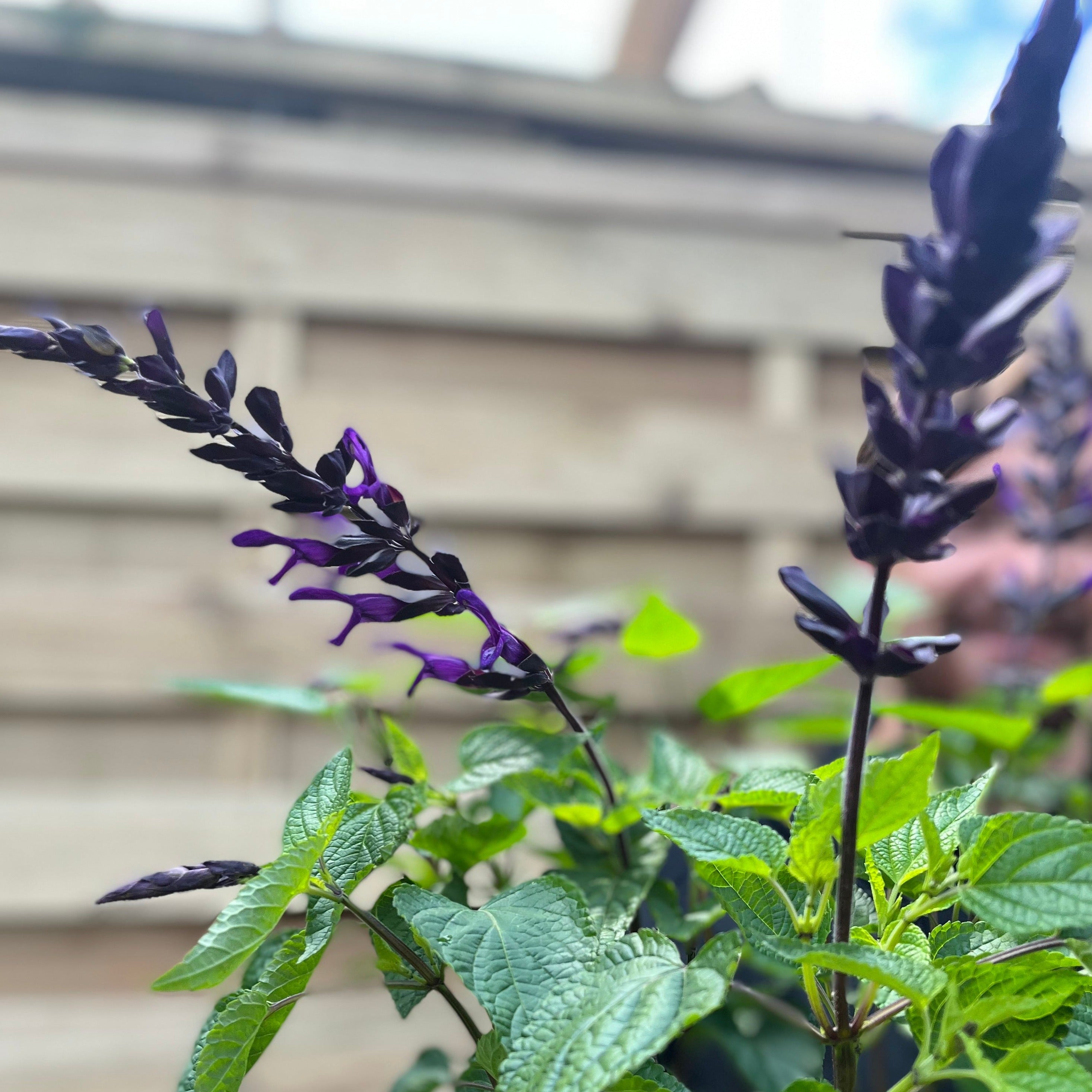 Salvia guaranitica 'Black and Bloom' 9cm Pot/3L