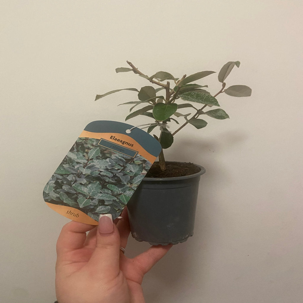 Elaeagnus x ebbingei Compacta (Multibuy Offers Available)