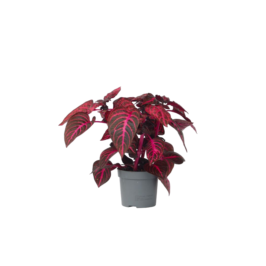 Bloodleaf plant - Iresine herbstii - Height 20-30cm - ⌀13cm
