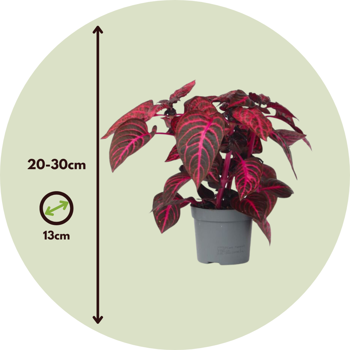 Bloodleaf plant - Iresine herbstii - Height 20-30cm - ⌀13cm