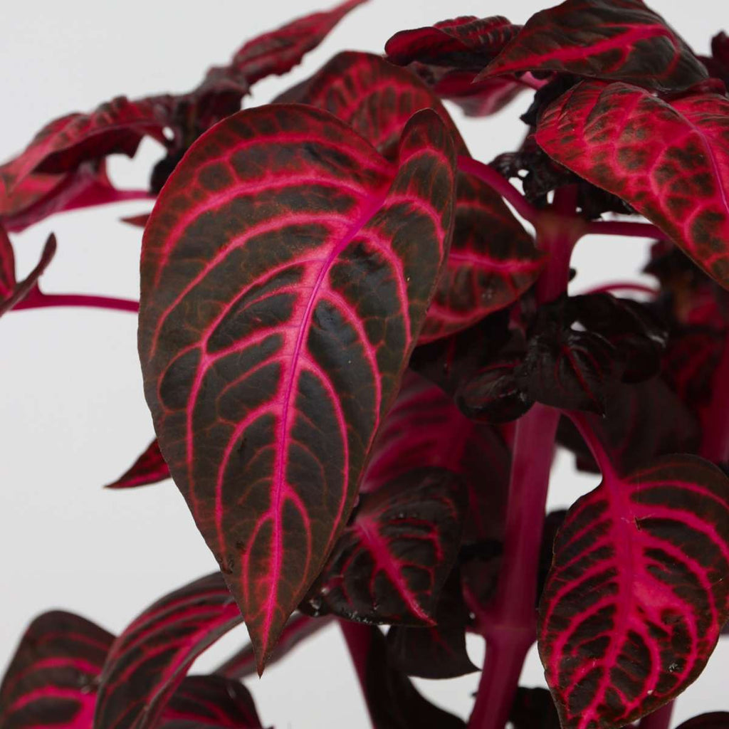 Bloodleaf plant - 2 pcs. - Iresine herbstii - Height 20-30cm - ⌀13cm