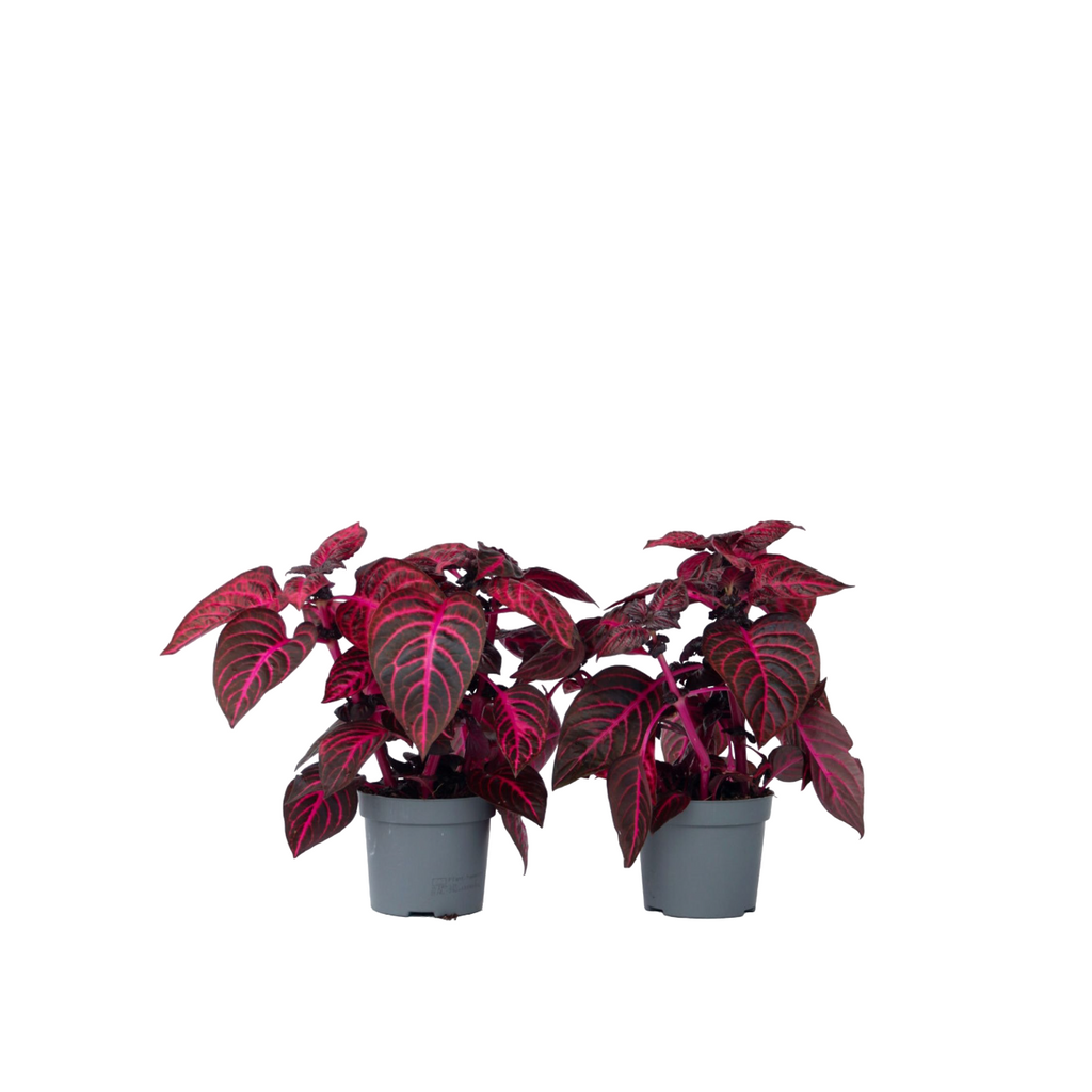 Bloodleaf plant - 2 pcs. - Iresine herbstii - Height 20-30cm - ⌀13cm