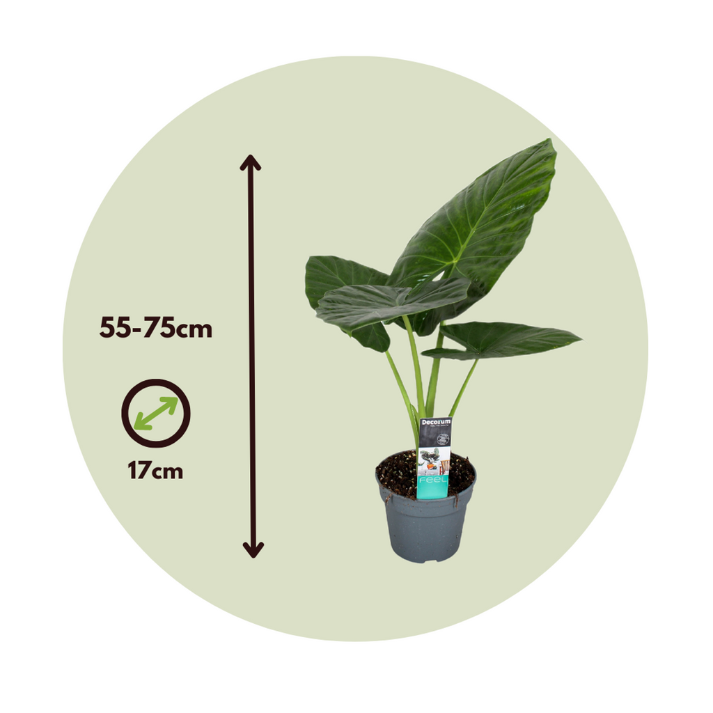 Elephant's Ear - 2 pcs. - Alocasia 'Odora' - Height 55-75cm - ⌀17cm