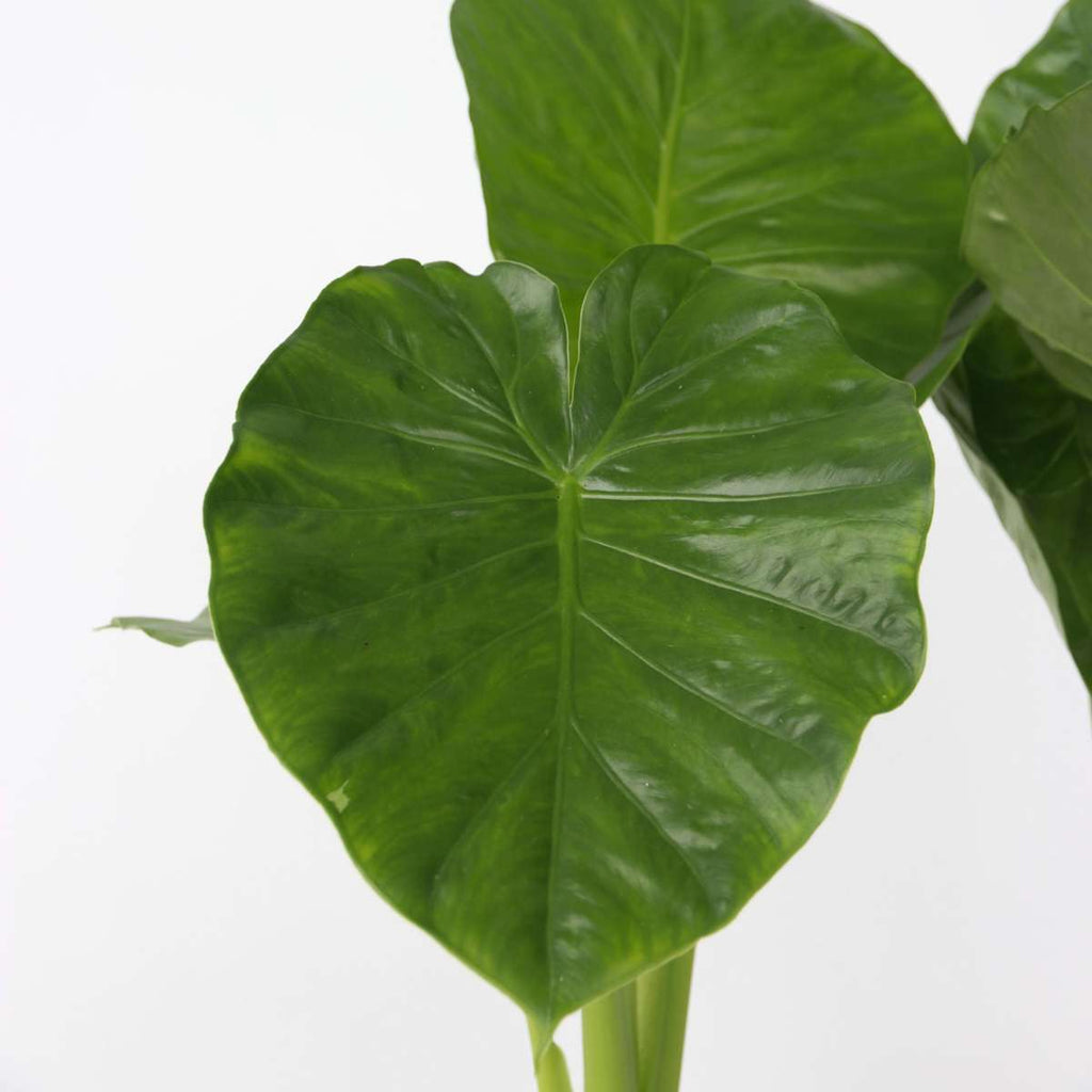 Elephant's Ear - 2 pcs. - Alocasia 'Odora' - Height 55-75cm - ⌀17cm