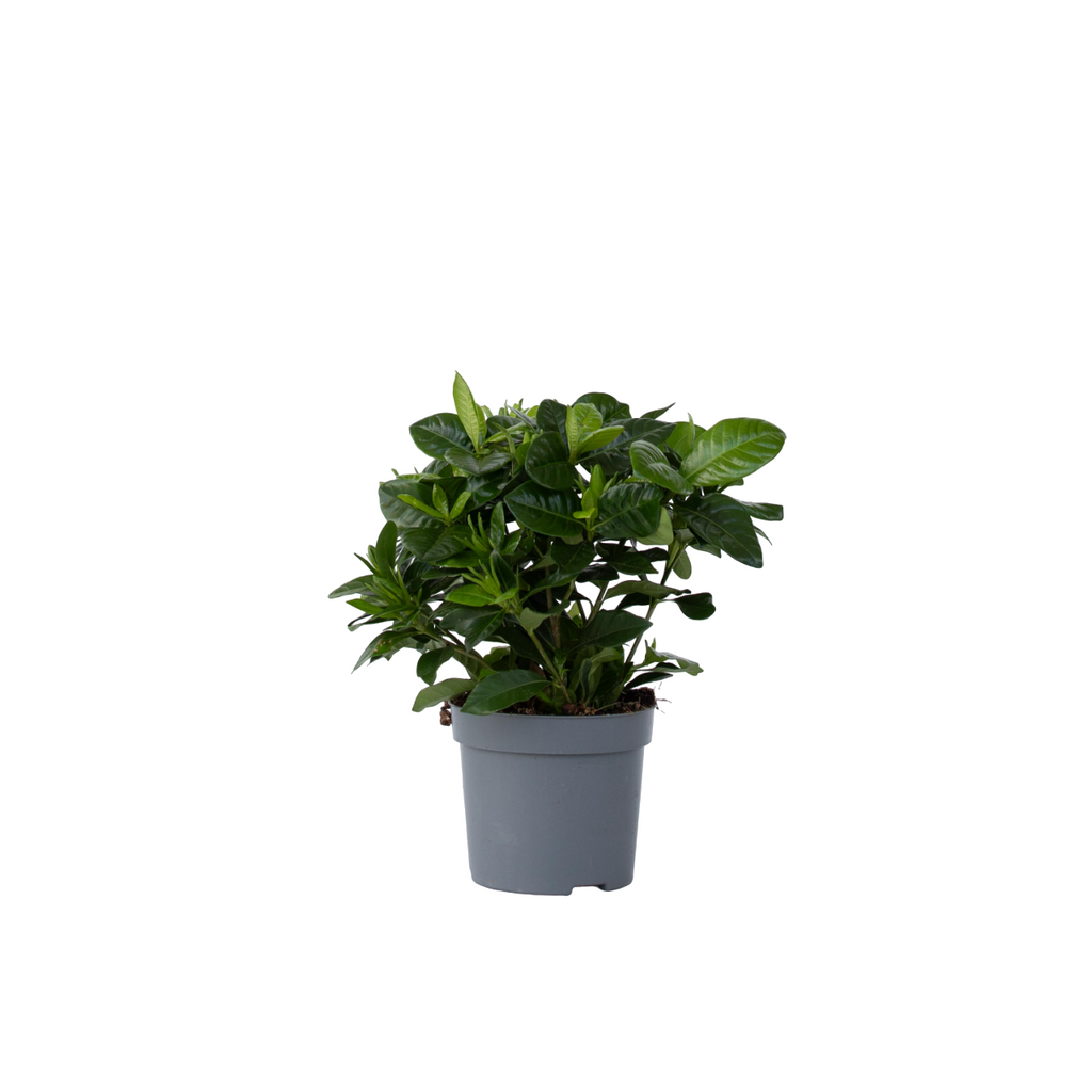 Cape Jasmine - Gardenia jasminoides - Height 20-30cm - ⌀13cm