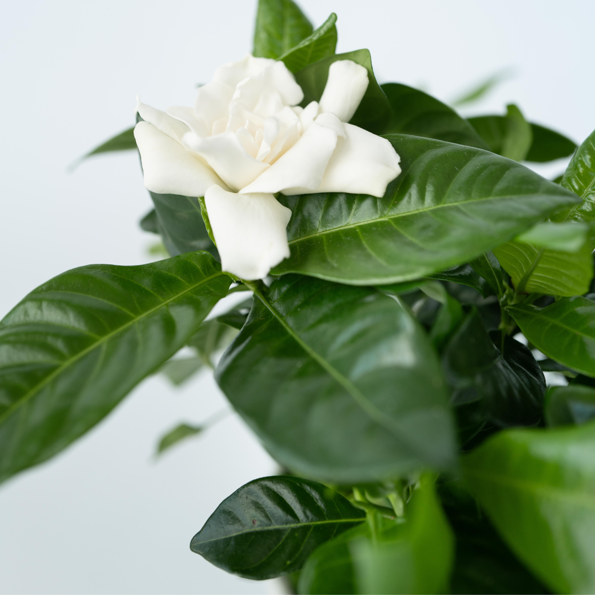Cape Jasmine - 2 pcs. - Gardenia jasminoides - Height 20-30cm - ⌀13cm