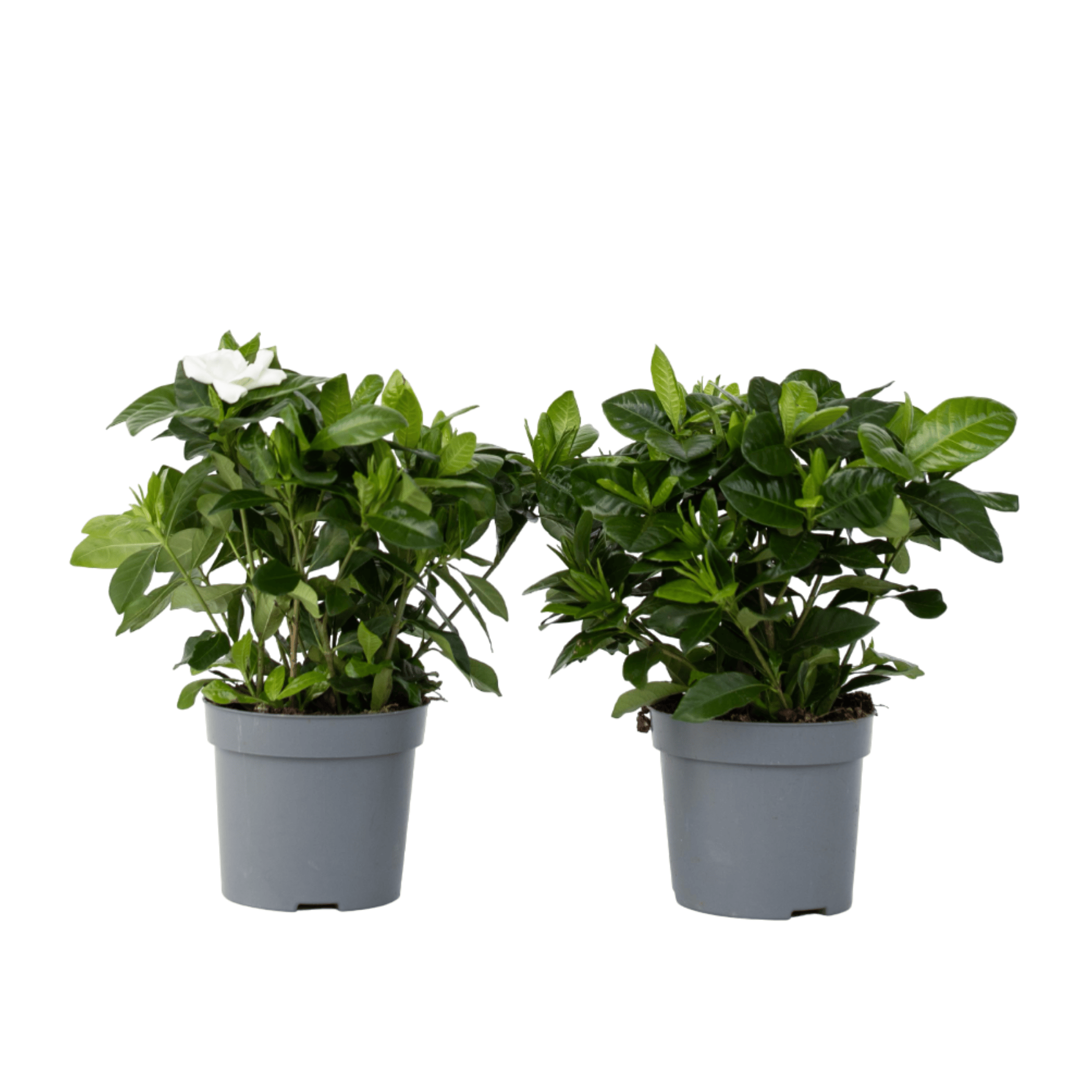 Cape Jasmine - 2 pcs. - Gardenia jasminoides - Height 20-30cm - ⌀13cm