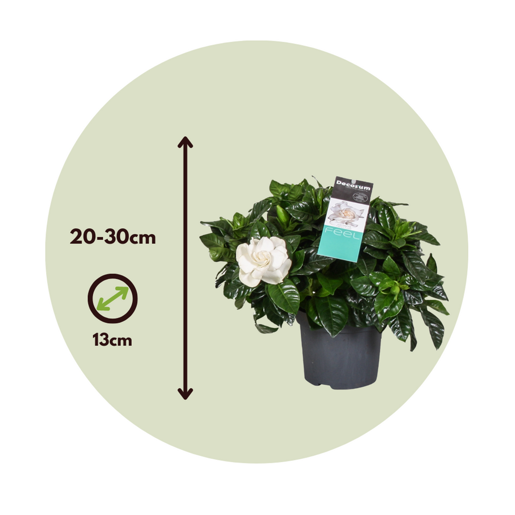 Cape Jasmine - 4 pcs. - Gardenia jasminoides - Height 20-30cm - ⌀13cm