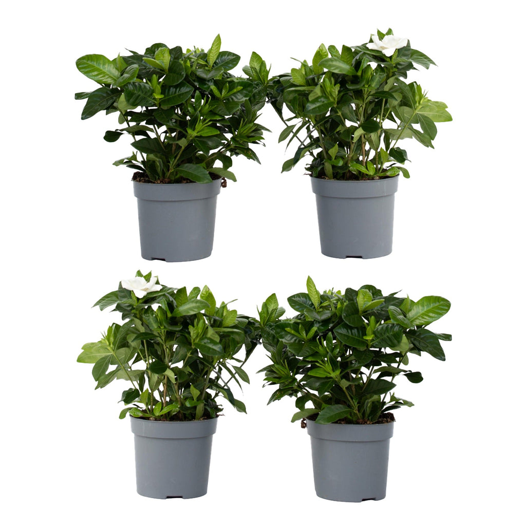 Cape Jasmine - 4 pcs. - Gardenia jasminoides - Height 20-30cm - ⌀13cm