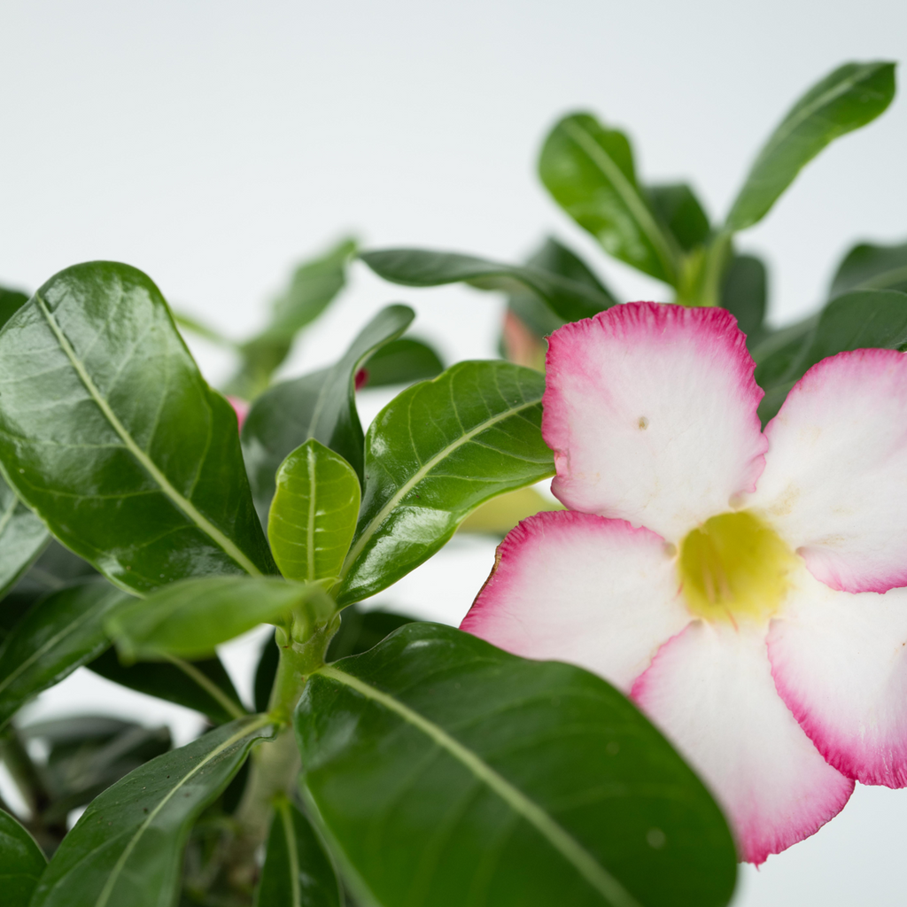 Desert rose - Adenium obesum 'Pink Star' - Height 30-45cm - ⌀13cm