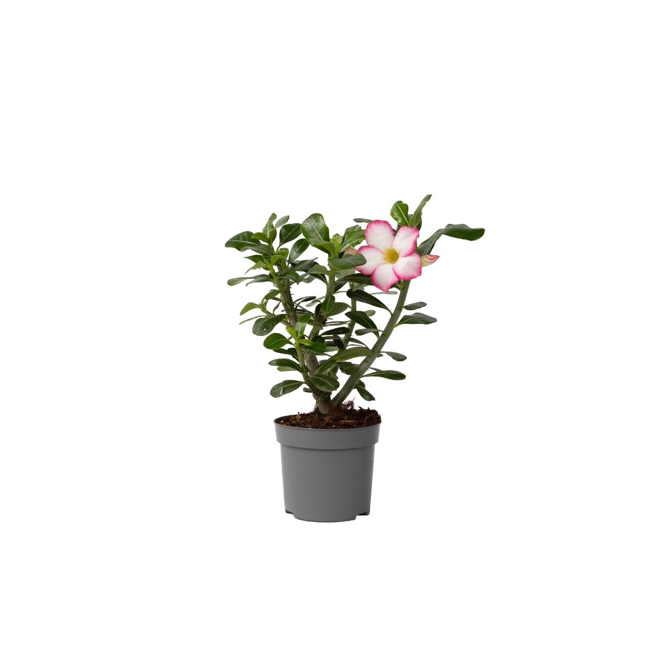 Desert rose - Adenium obesum 'Pink Star' - Height 30-45cm - ⌀13cm