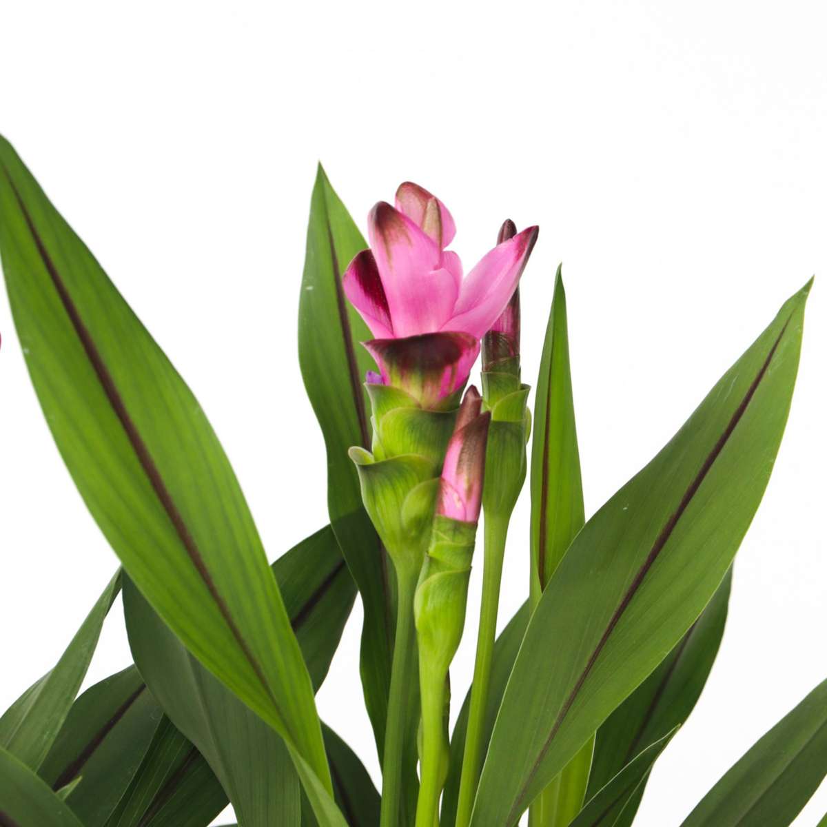 Thai Tulip - 4 pcs. - Curcuma alismatifolia 'Siam Splash' - H40-60cm - ⌀13cm