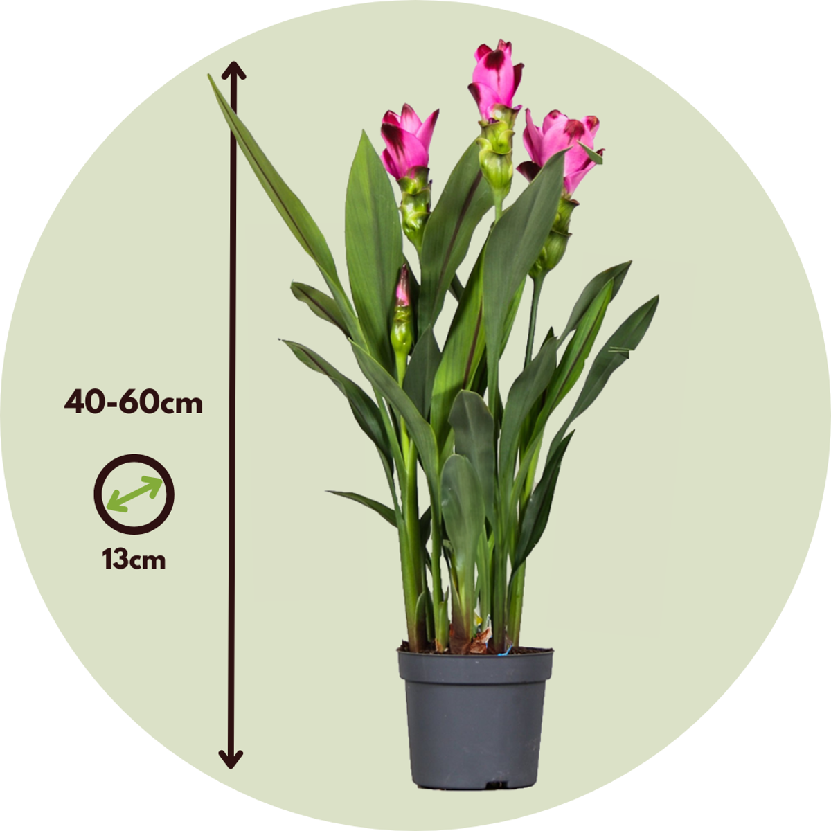 Thai Tulip - 4 pcs. - Curcuma alismatifolia 'Siam Splash' - H40-60cm - ⌀13cm