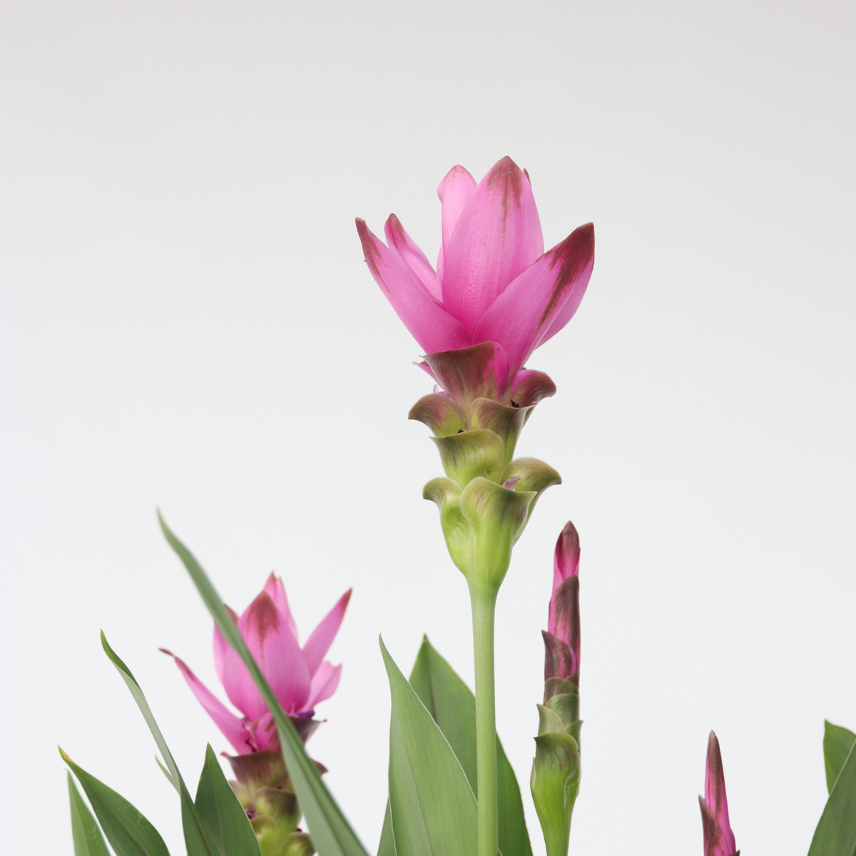 Thai Tulip - Curcuma alismatifolia 'Siam Supreme' - Height 70-90cm - ⌀19cm