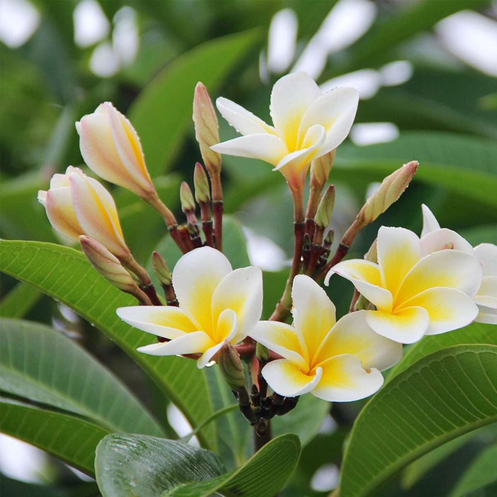 Frangipani - Plumeria rubra - Height 45-55cm - ⌀17cm