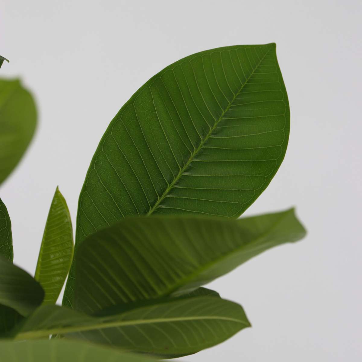 Frangipani - Plumeria rubra - Height 45-55cm - ⌀17cm