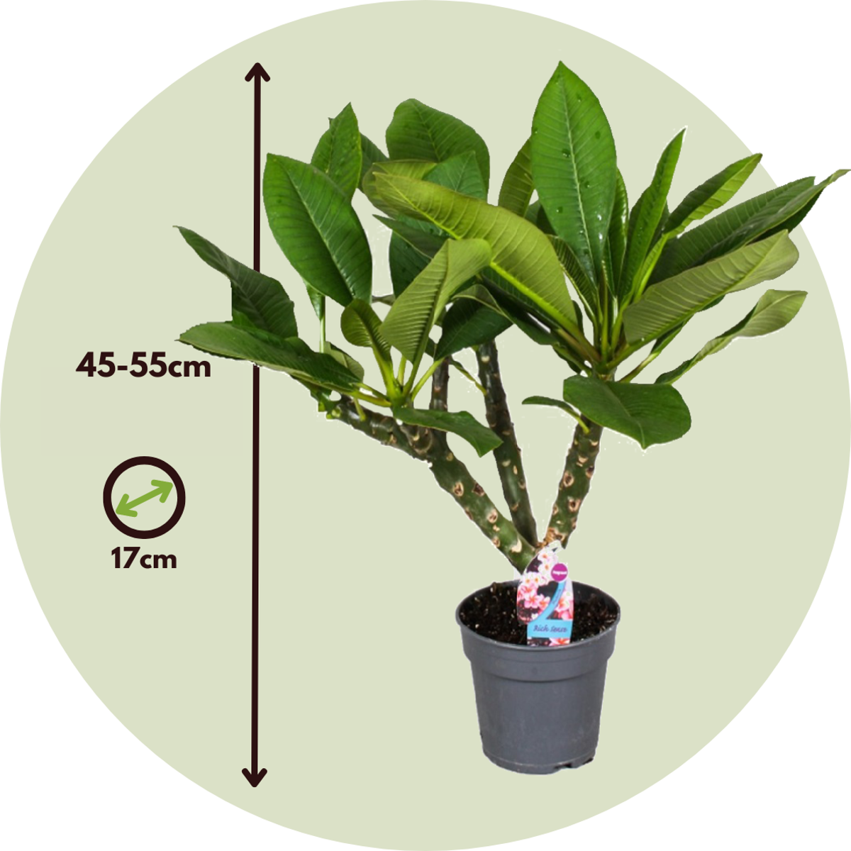 Frangipani - Plumeria rubra - Height 45-55cm - ⌀17cm