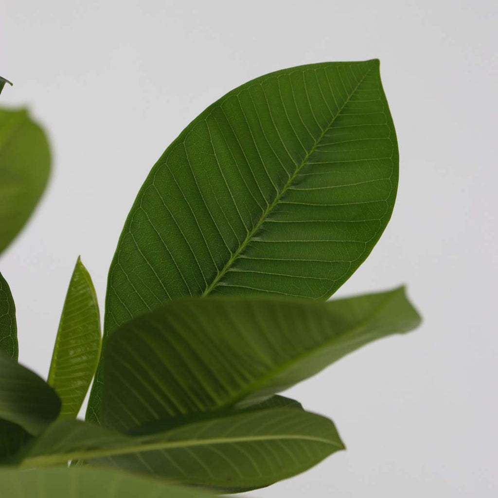 Frangipani - 2 pcs. - Plumeria rubra - Height 45-55cm - ⌀17cm