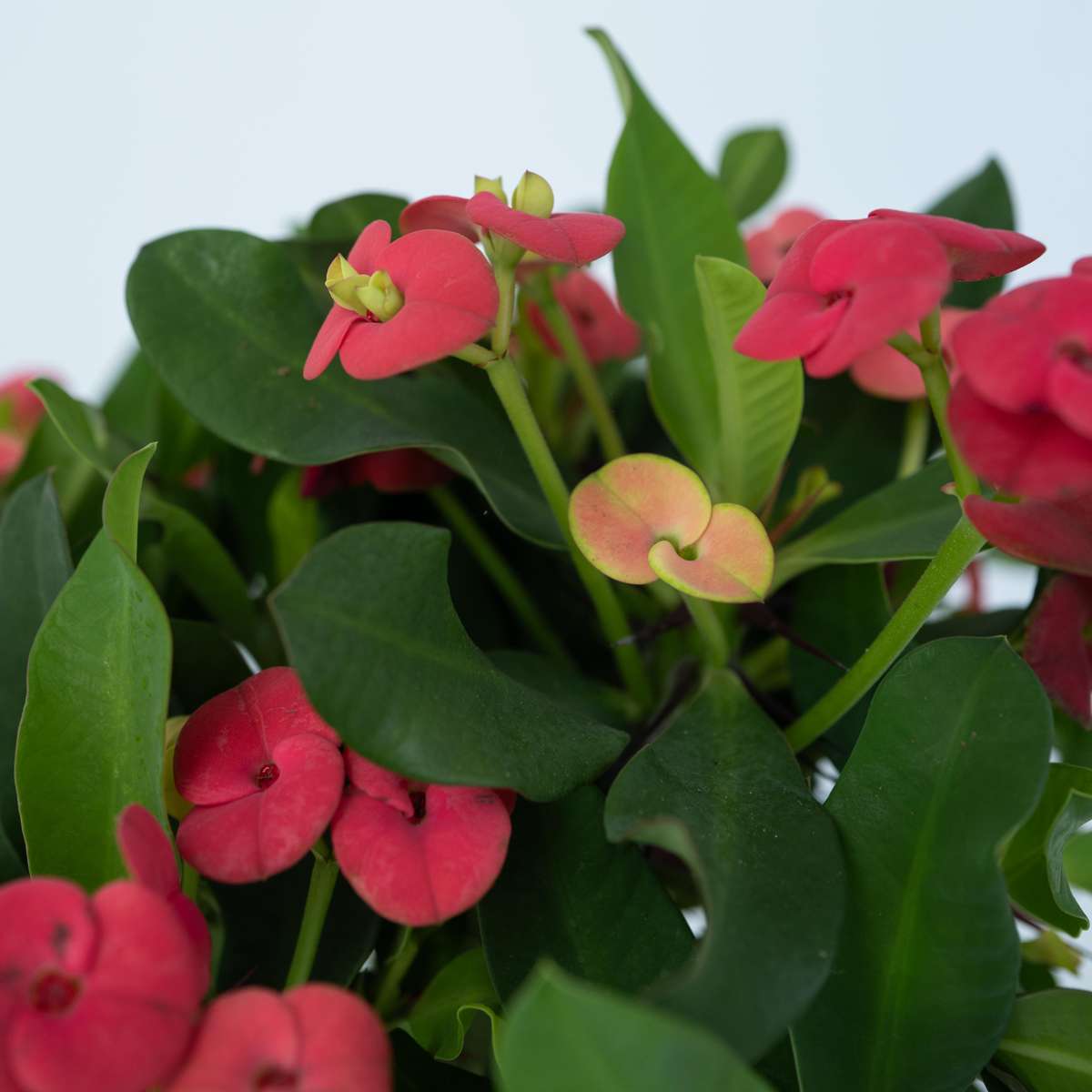 Crown of thorns - Euphorbia 'Milii' - Height 25-35cm - ⌀13cm