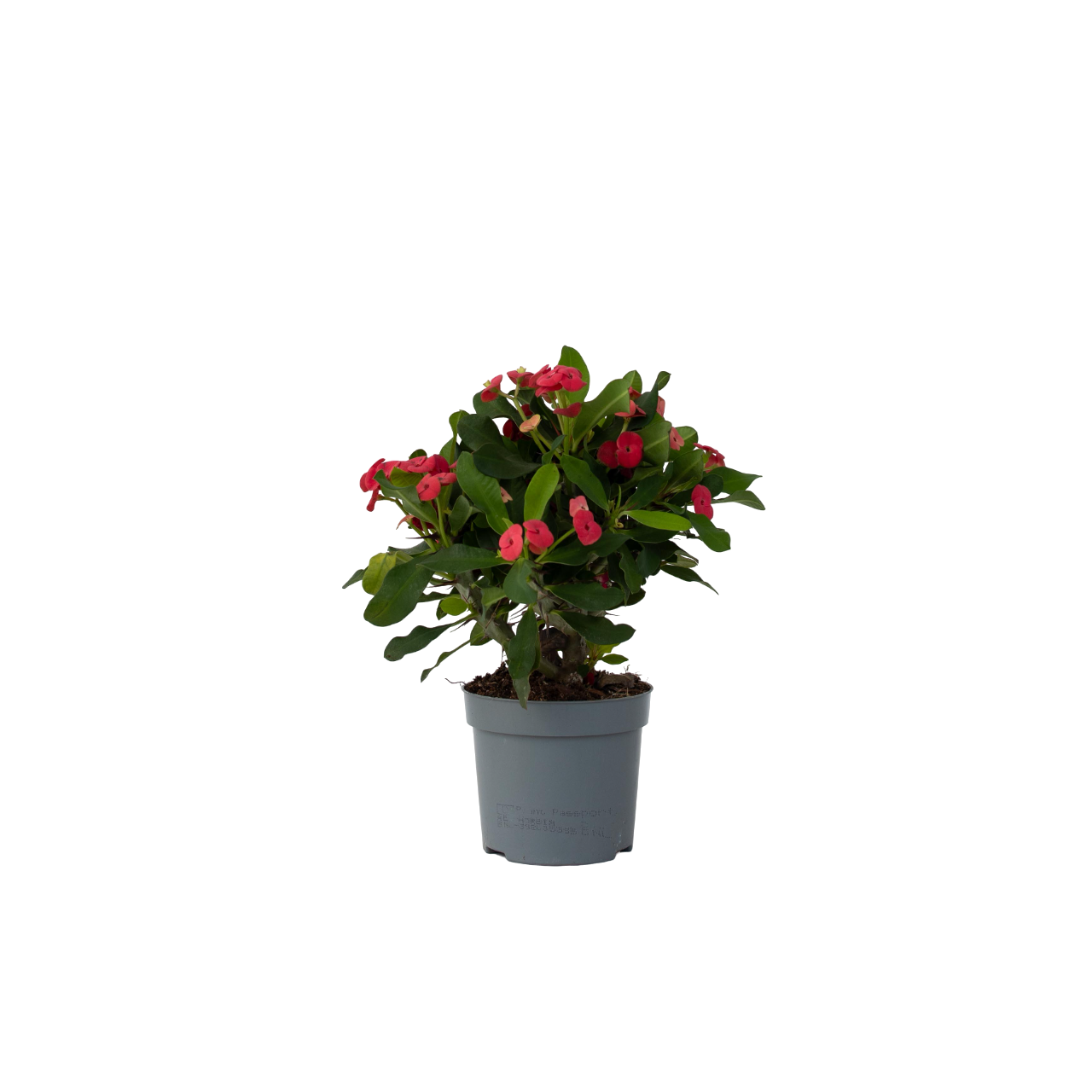Crown of thorns - Euphorbia 'Milii' - Height 25-35cm - ⌀13cm