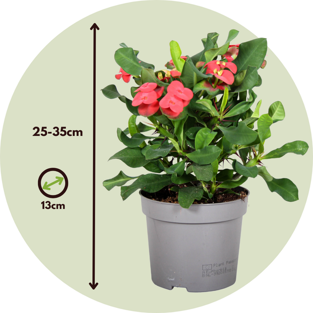 Crown of thorns - Euphorbia 'Milii' - Height 25-35cm - ⌀13cm