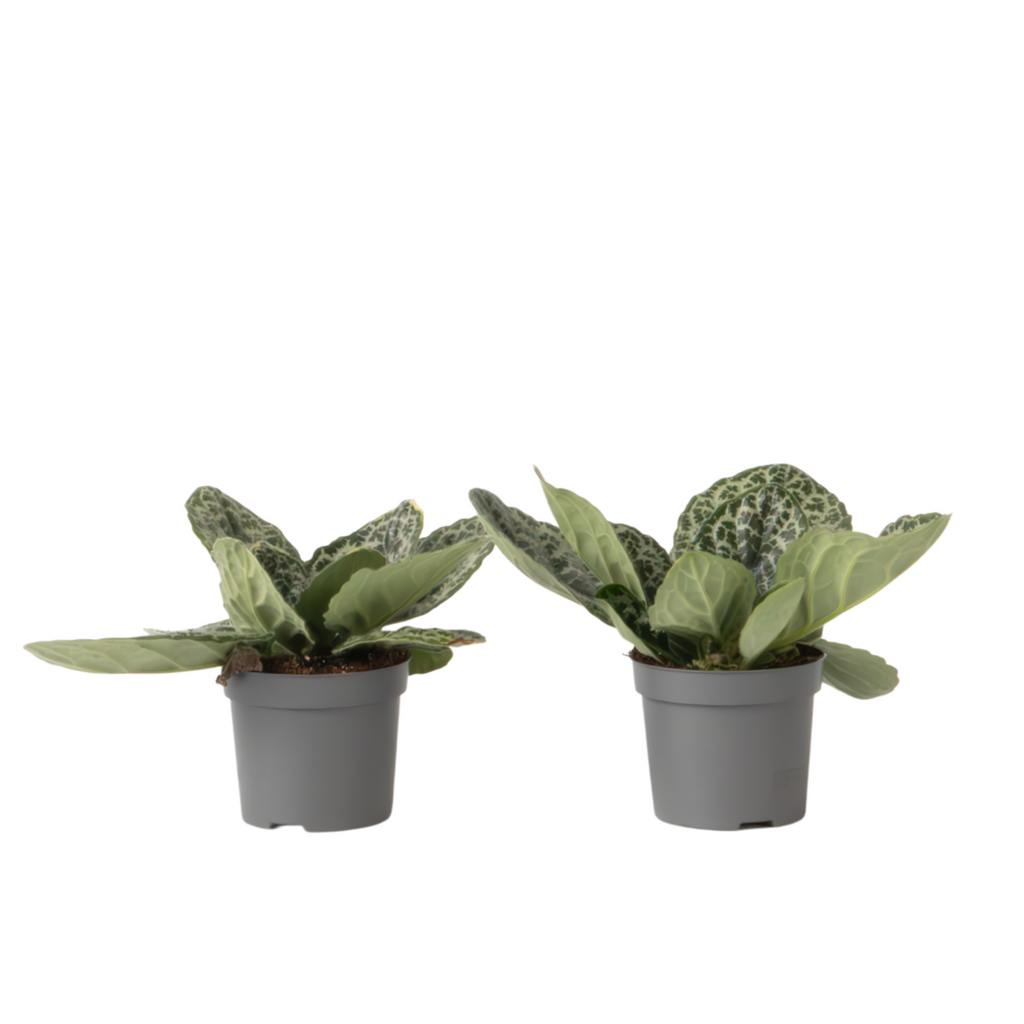 Cape primrose - 2 pcs - Streptocarpus 'Pretty Turtle' - Height 25-35cm - ⌀13cm