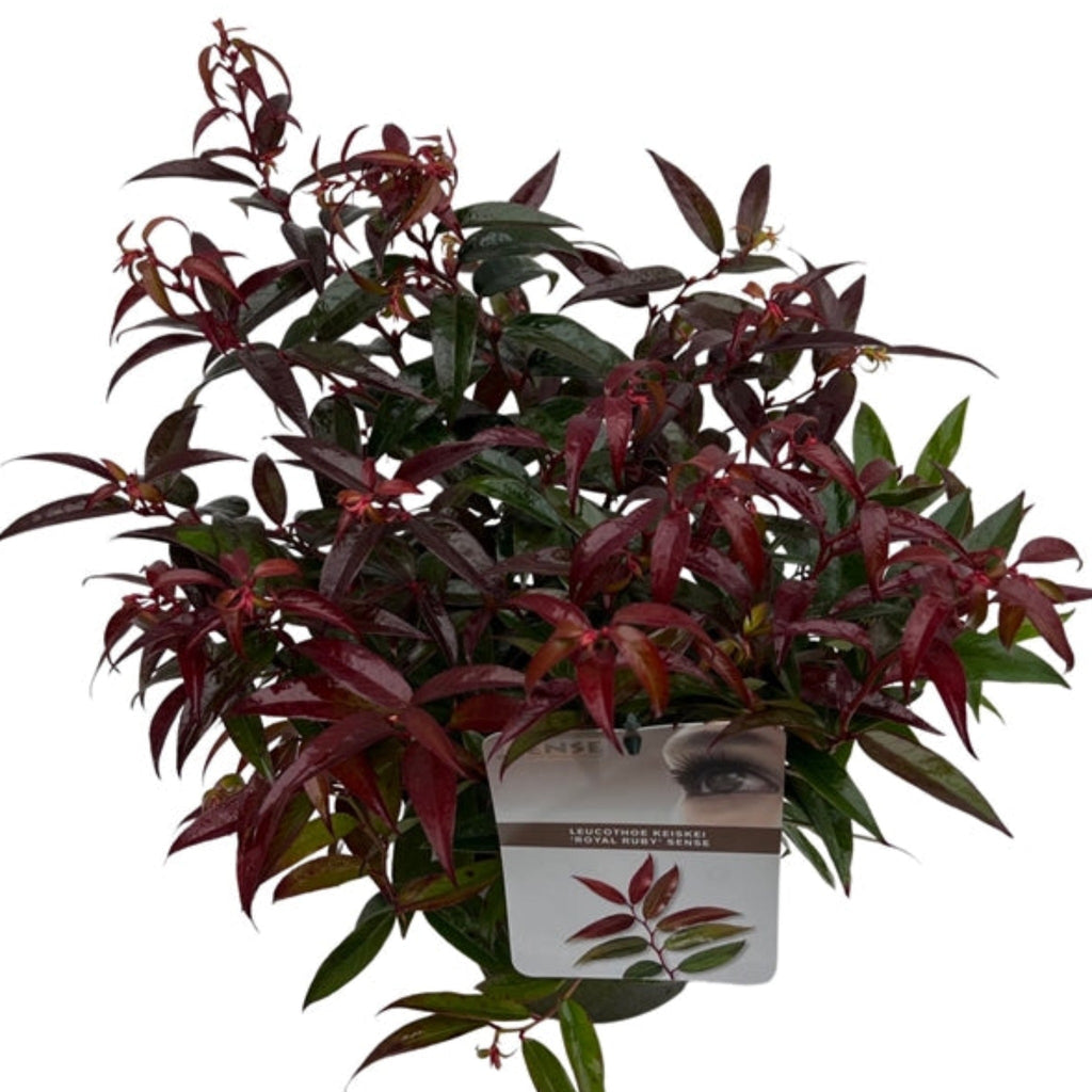 Leucothoe keiskei 'Royal Ruby' 2L