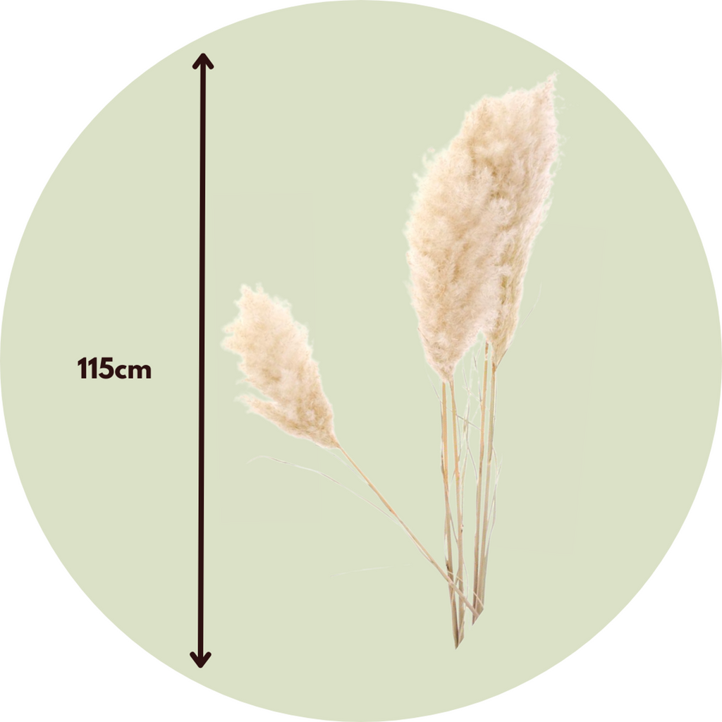 Dried flowers - 5 pcs. - Dryflower 'Cortaderia Plum' - Dryflowers