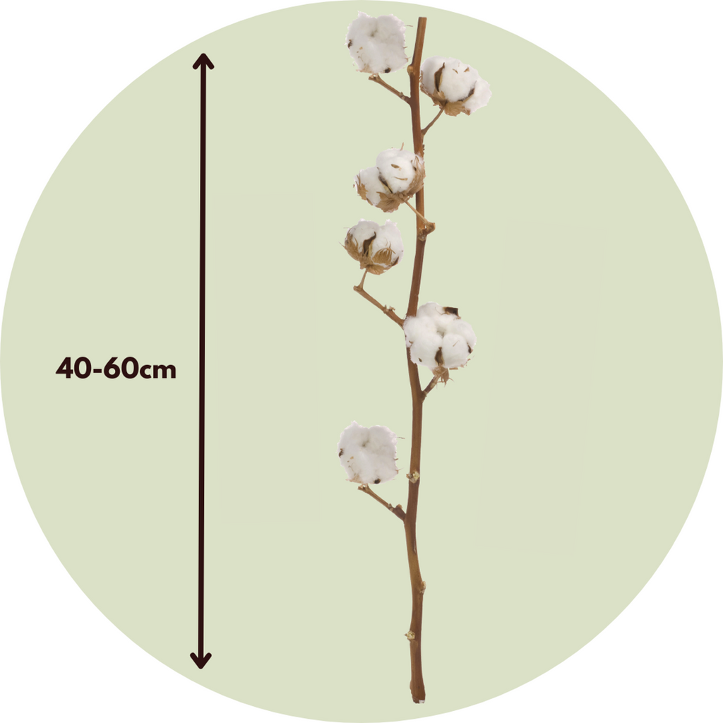 Dried flowers - 3 pcs. - Bouquet 'Cotton branch' - Dryflowers